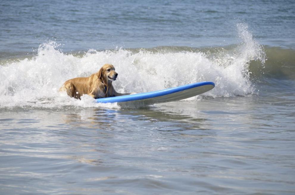 Кучета сърфисти яхнаха вълните в Калифорния в специалното състезание по сърф