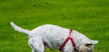 5 страхотни съвета как да спрете кучето да разкопава двора веднъж завинаги