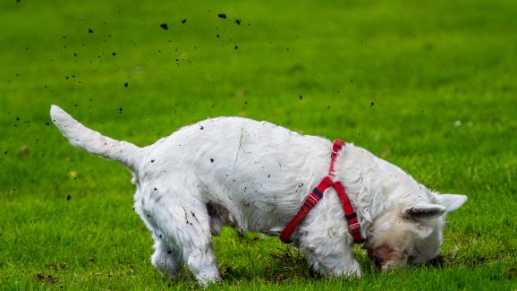 5 страхотни съвета как да спрете кучето да разкопава двора веднъж завинаги
