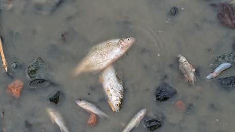 умряла риба