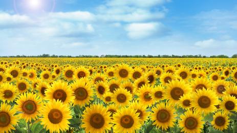 слънчоглед