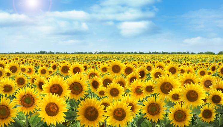 слънчоглед - Агро Телеграф: Засушаването топи реколтата