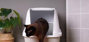 7 неща, които трябва да знаете за автоматичните котешки тоалетни