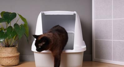 Котешка тоалетна