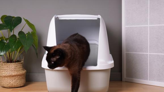 7 неща, които трябва да знаете за автоматичните котешки тоалетни