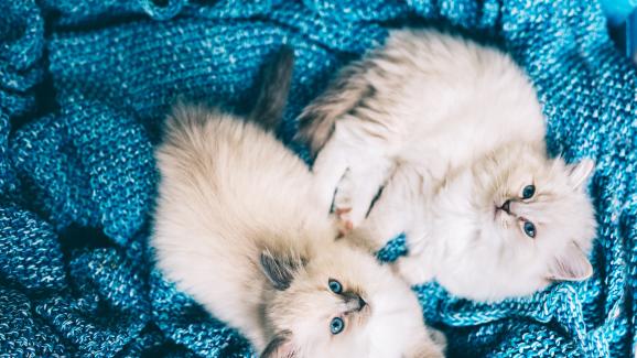 10 породи котки, които са подходящи за стопани без опит