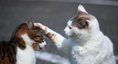 Две котки конфликт