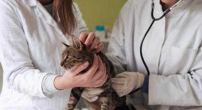 Котка ветеринар