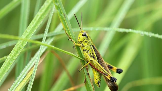 Учени: Скакалците надушват рака