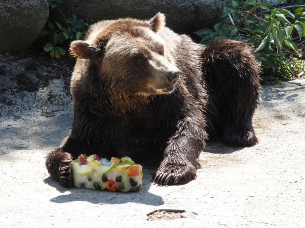 Лятото е в разгара си и мечките в Софийския зоопарк получават