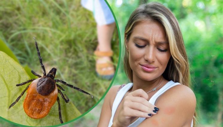 а - НАПАСТ: Носим си кърлежи от Гърция