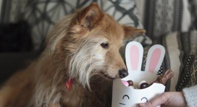 куче шоколад