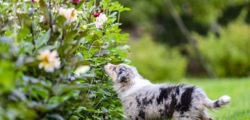 10 безопасни за кучетата растения за балкона и градината ви