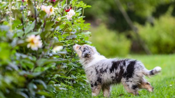 10 безопасни за кучетата растения за балкона и градината ви