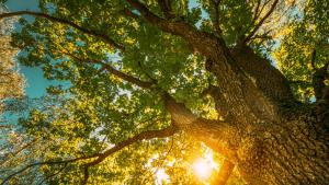 Нови пет вековни дървета на територията на Природния парк ПП