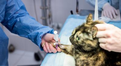 Котка кастриране