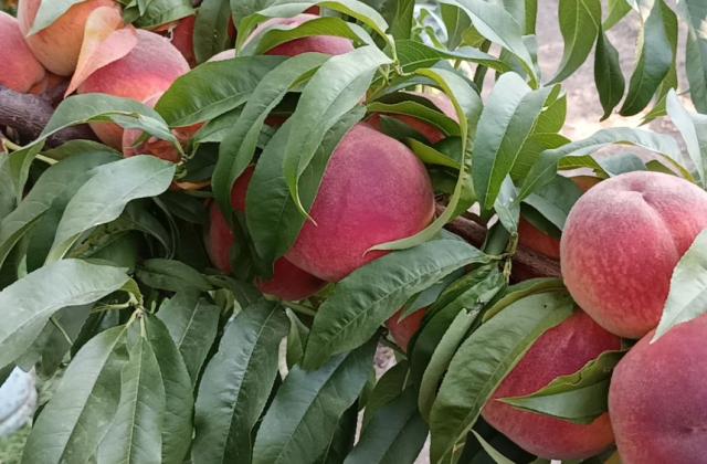 Защо изкупната цена на прасковите за компот продължава да бъде