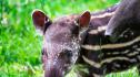 Две бебета тапири се родиха в зоопарка в Никарагуа (ВИДЕО)