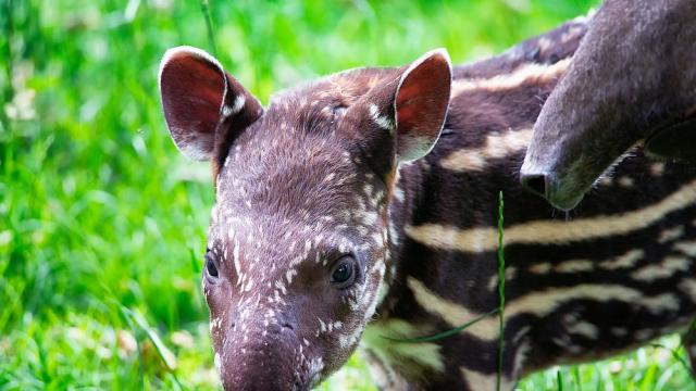 Две бебета тапири се родиха в зоопарка в Никарагуа (ВИДЕО)
