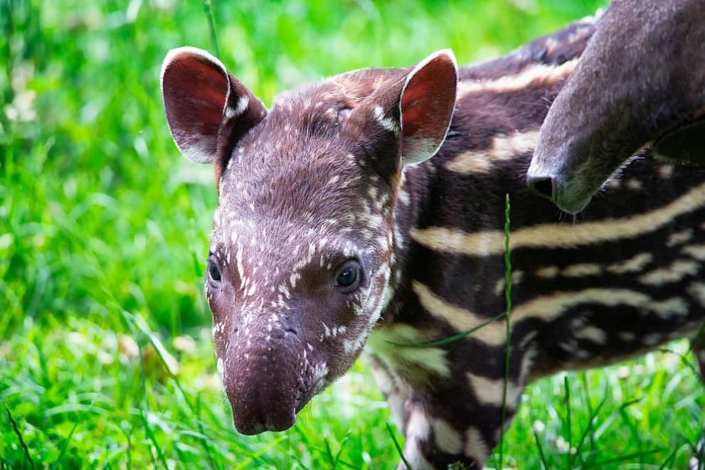 Две очарователни бебета тапири се родиха в Националния зоопарк на