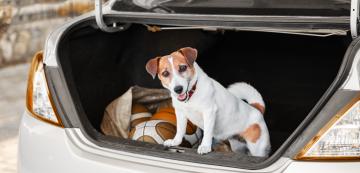 3 полезни съвета при пътуване с куче