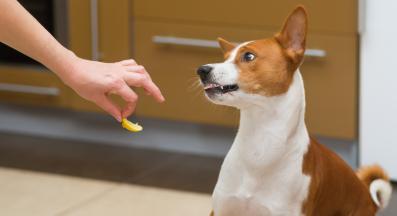 куче лимони