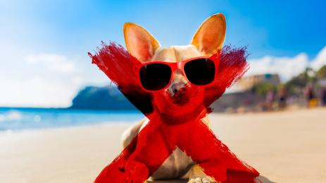 забрана куче кучета