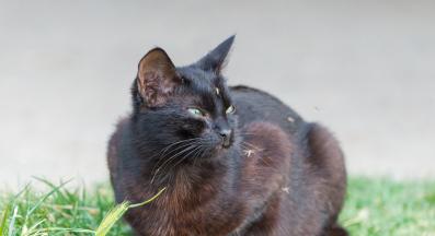 котка комар