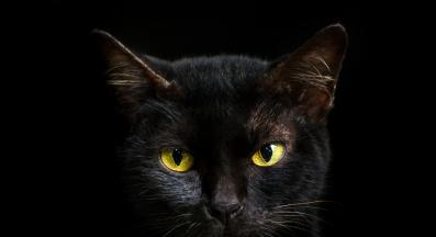 котка през нощта