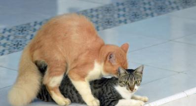 полов акт при котки