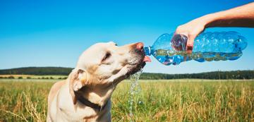 Има ли значение какъв вид вода пие кучето ни