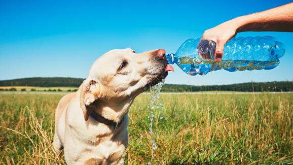 Има ли значение какъв вид вода пие кучето ни