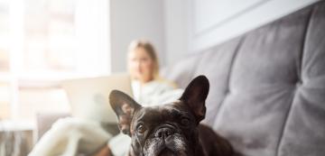 Защо е по-добре да не казваме „чао“ на кучето си на излизане