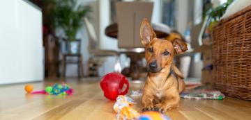 6 причини защо играчките за кучета са толкова важни