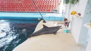 На 12 август делфинариумът във Варна празнува 38 години от
