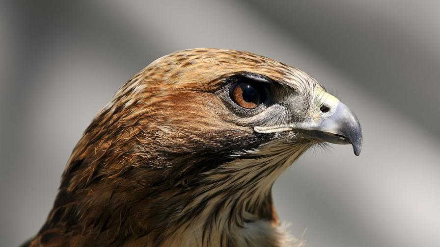 Затвор за мъж, давал алкохол на защитен ястреб