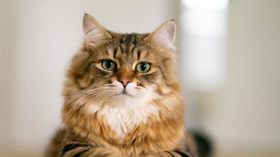 породиста котка