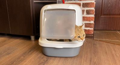 котка котешка тоалетна