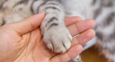 котешка лапа