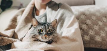 7 причини, поради които котката ви може изведнъж да стане прекалено мила