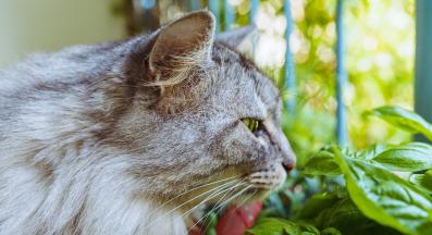 котка босилек