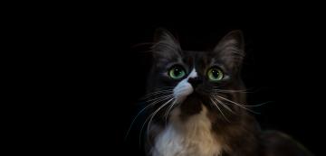 Как котките виждат толкова добре в тъмното