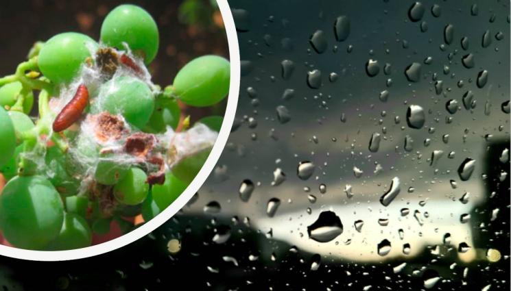 агро - Агро Телеграф: Внимавайте за гроздовия молец