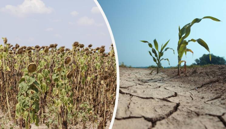 агро - Агро Телеграф: Суша изгори царевицата, пеперуда нападна слънчогледа