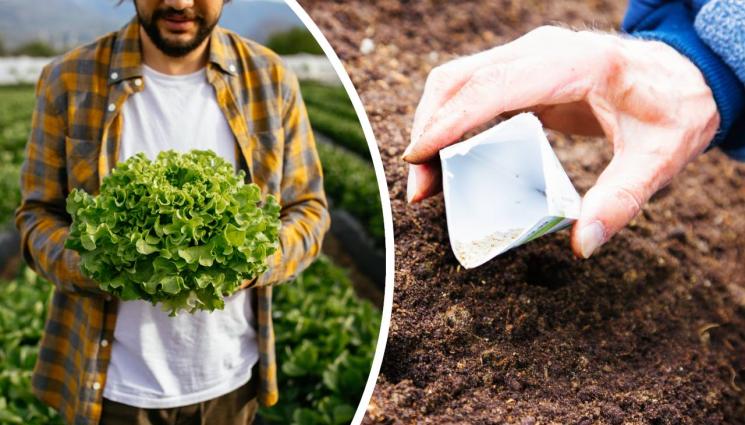 агро - Агро Телеграф: За есенно производство: Сеем салати и спанак