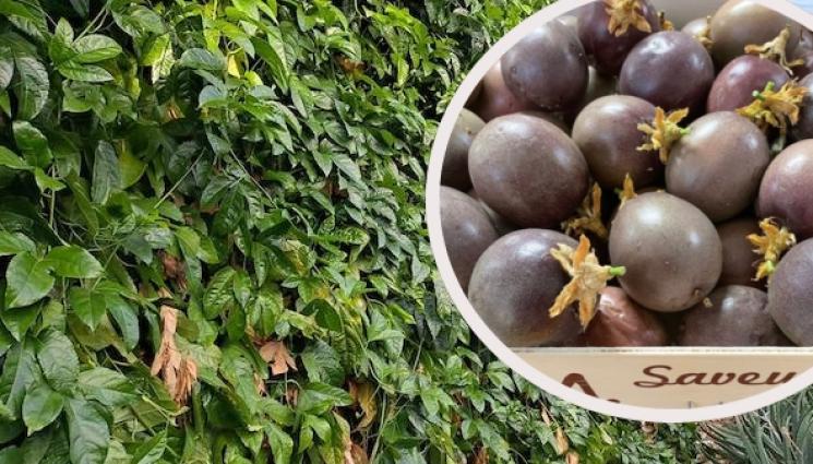 марахуя - АгроТелеграф: Френска маракуя стана хит