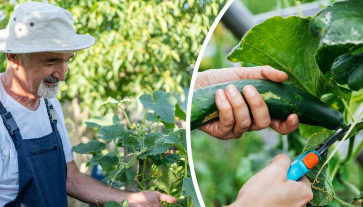 агро - Агро Телеграф: Културата обича топлина за по-качествена реколта