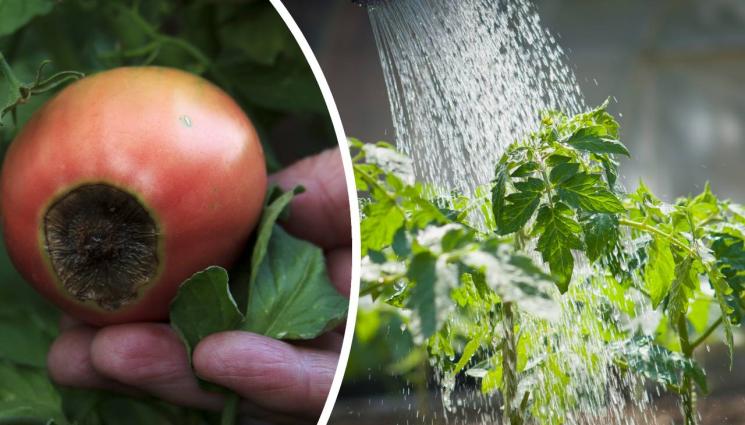 агро - Агро Телеграф: Не посягайте към калция при върхово гниене