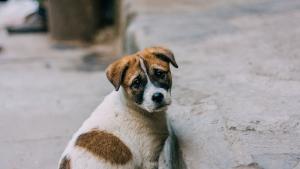 Стопанин откри кучето сиумъртвено в Пловдивско съобщиха от полицията Задържан