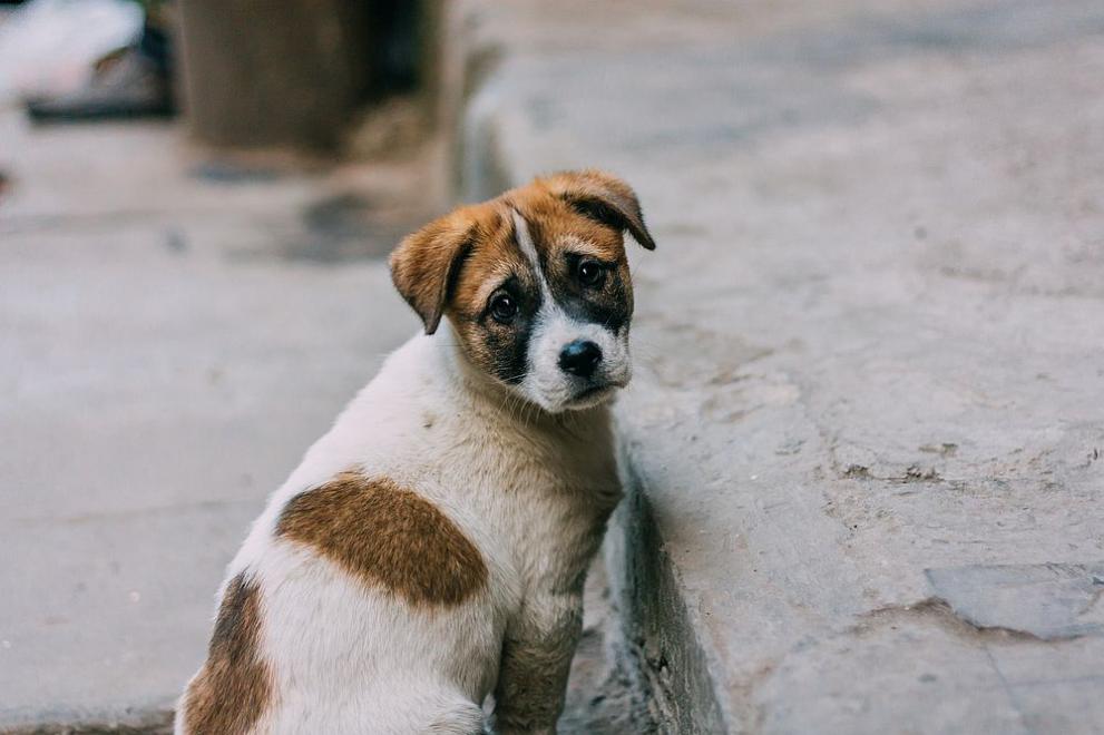 Спасиха затиснато куче под кола в Кърджалийско, съобщиха от полицията.